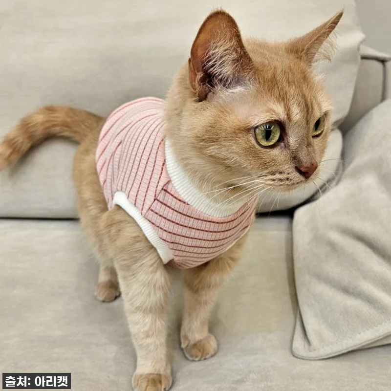 우리 냥이 패셔니스타 등극! 품절각 관련 이미지 1