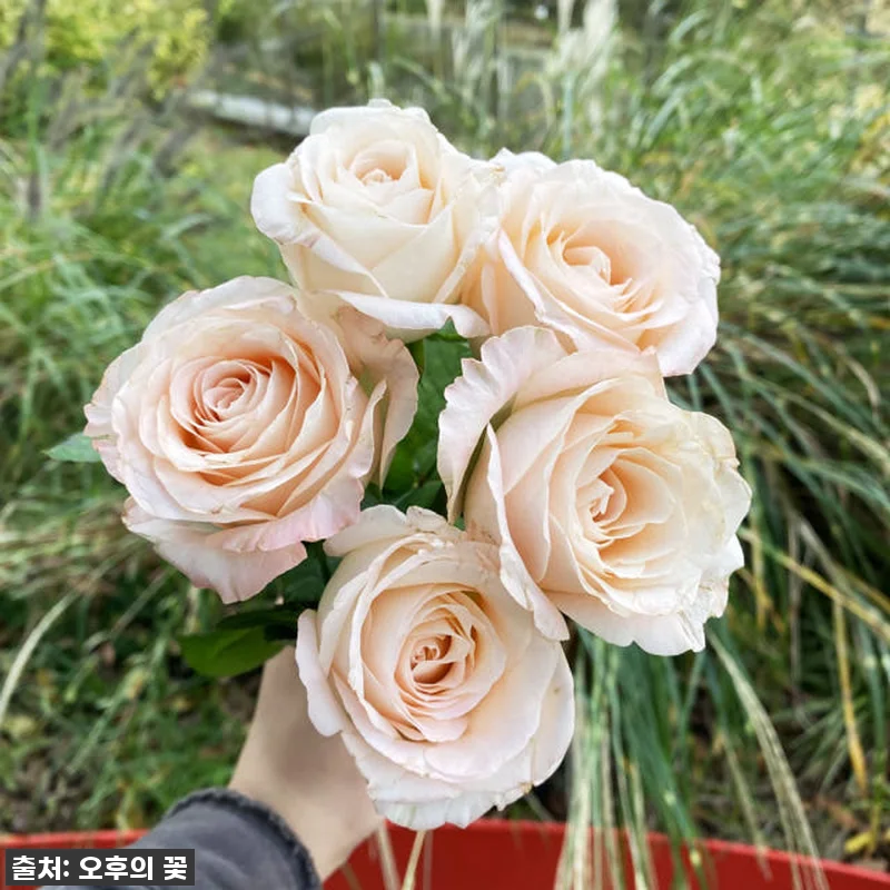 두근두근 설렘 가득! 🎁 양재꽃시장 관련 이미지 1