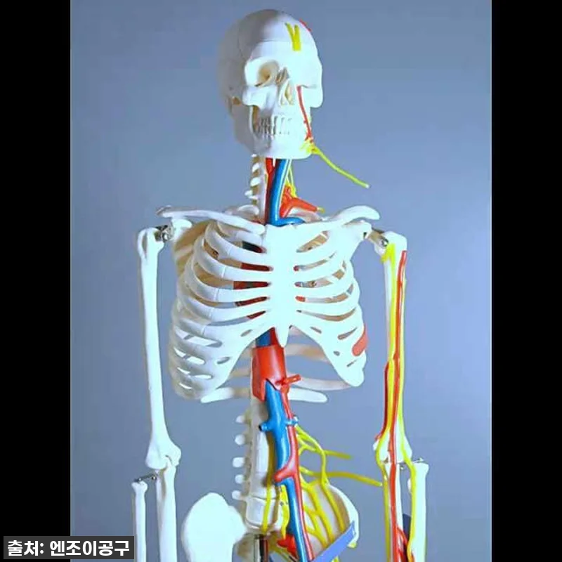 [찐후기] 헬스장 필수템 등극! 17 관련 이미지 2