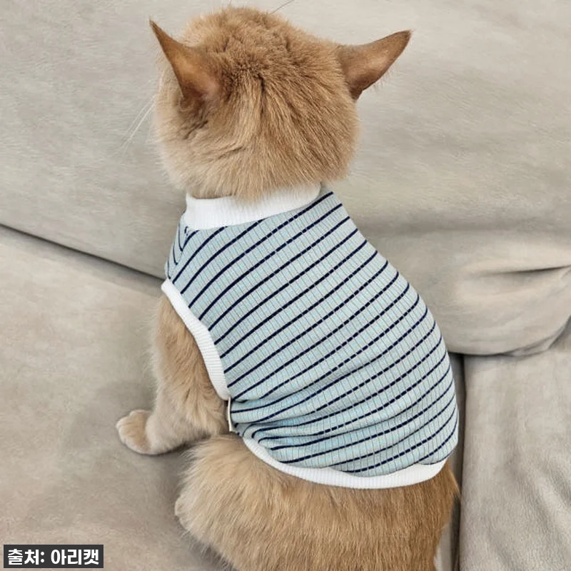 우리 냥이 패셔니스타 등극! 품절각 관련 이미지 2
