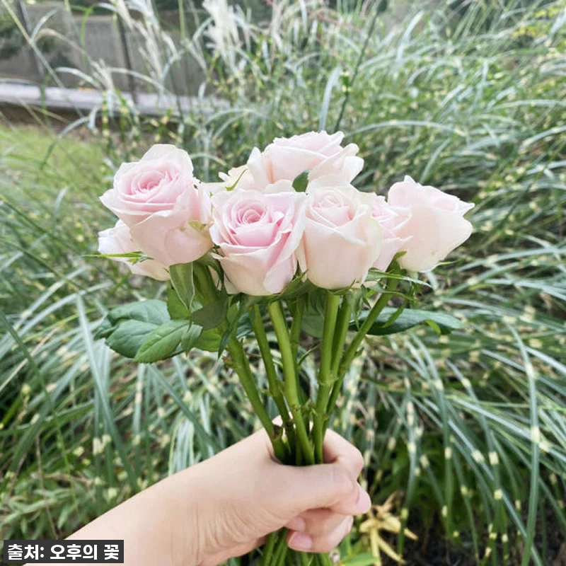 두근두근 설렘 가득! 🎁 양재꽃시장 관련 이미지 2