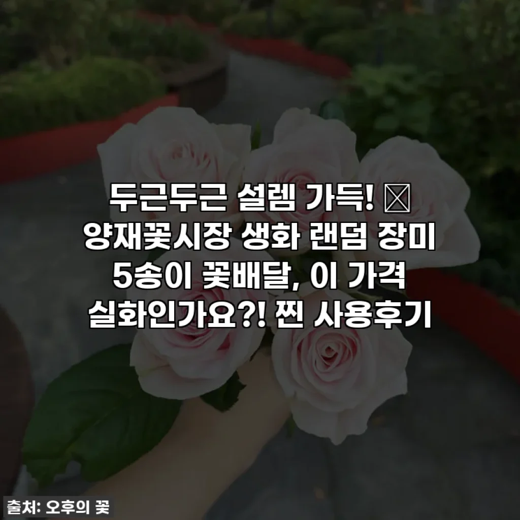 두근두근 설렘 가득! 🎁 양재꽃시장 생화 랜덤 장미 5송이 꽃배달, 이 가격 실화인가요?! 찐 사용후기