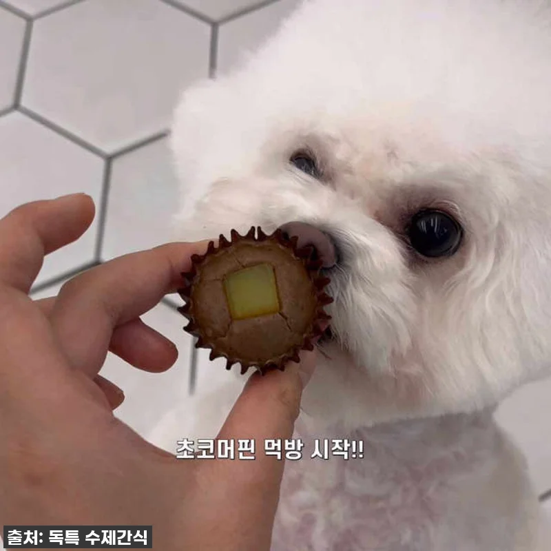 품절임박! 우리집 댕댕이 인생간식? 관련 이미지 5