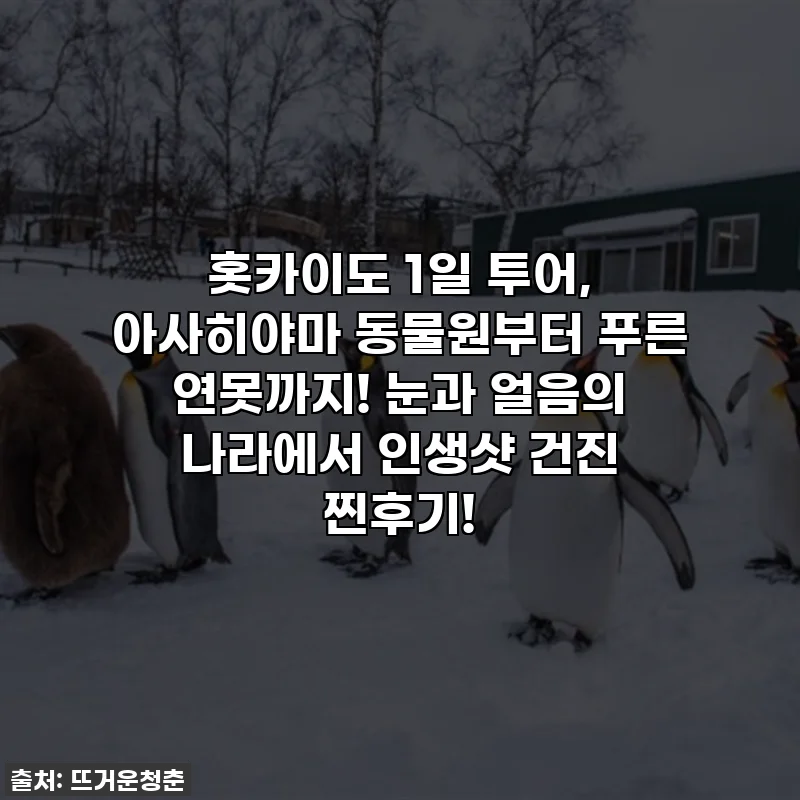 홋카이도 1일 투어, 아사히야마 동물원부터 푸른 연못까지! 눈과 얼음의 나라에서 인생샷 건진 찐후기!