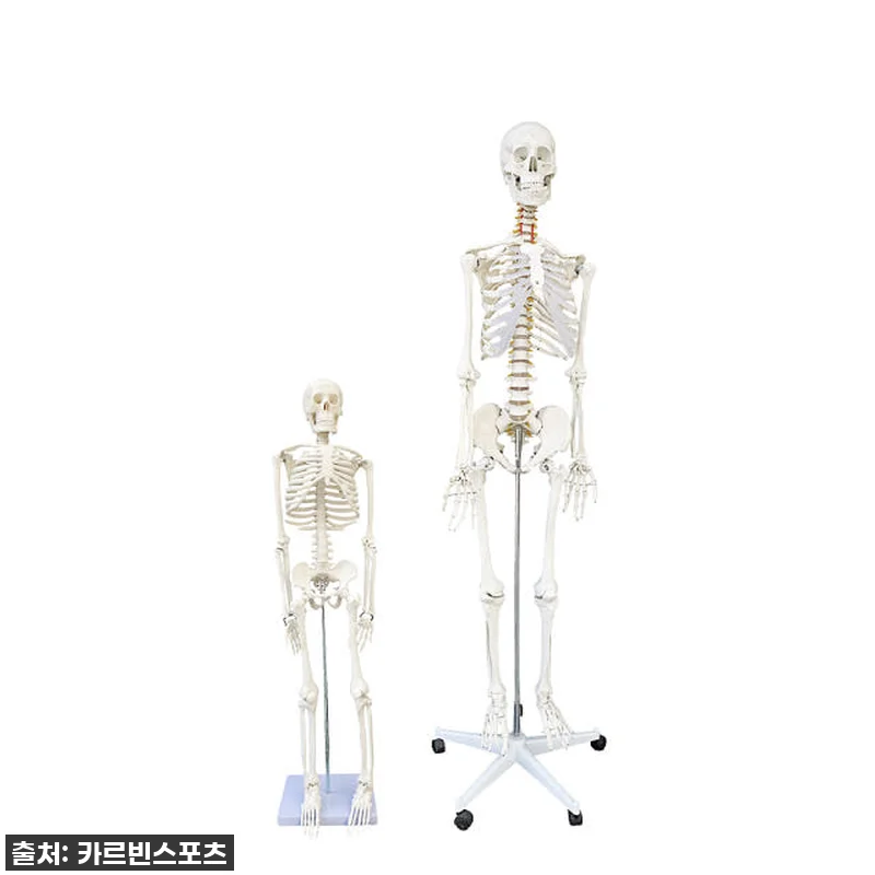 이건 무조건 사야 해! 카르빈 해골모 관련 이미지 1