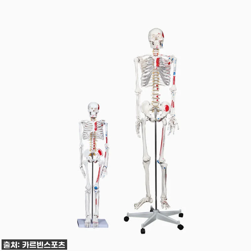 이건 무조건 사야 해! 카르빈 해골모 관련 이미지 2