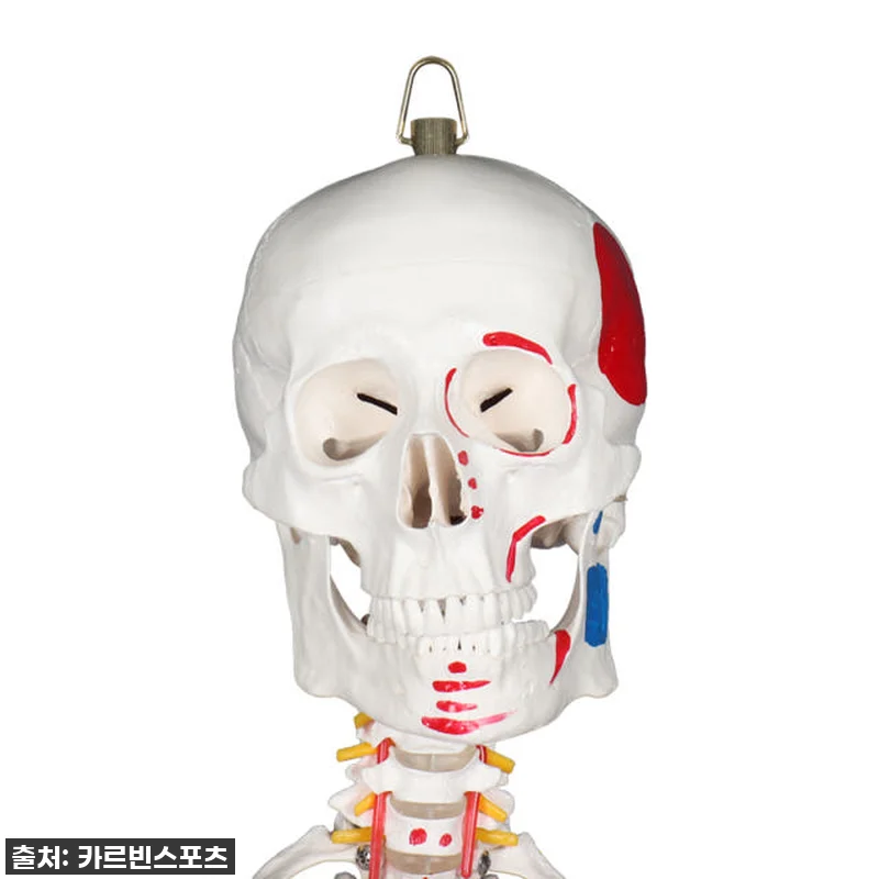 이건 무조건 사야 해! 카르빈 해골모 관련 이미지 3