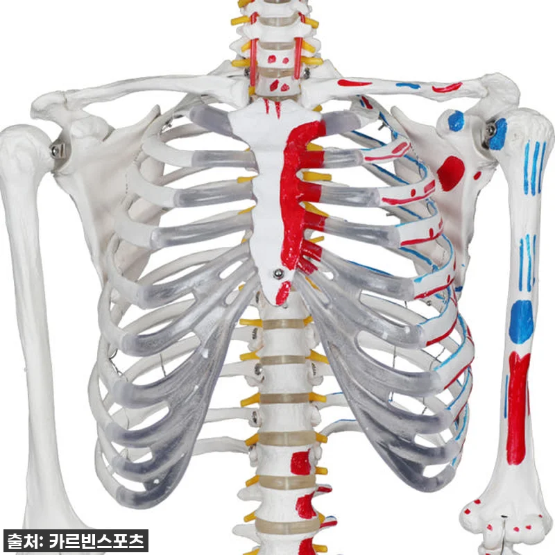 이건 무조건 사야 해! 카르빈 해골모 관련 이미지 4