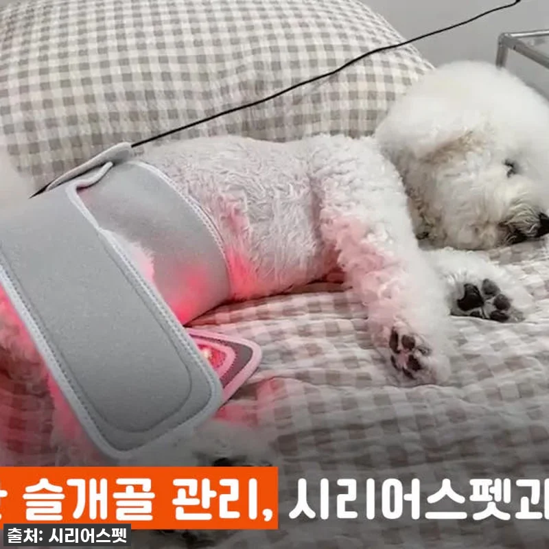우리 토리 슬개골 지킴이! 시리어스펫 관련 이미지 5