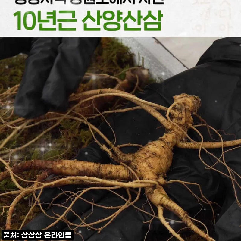 지금 안 사면 백퍼 후회! 10년근 산양산삼, 이 가격 실화? 직접 먹어본 리얼 후기!