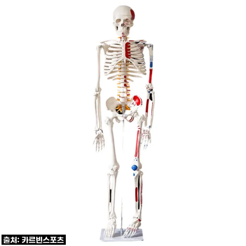 이건 무조건 사야 해! 카르빈 해골모형 170cm, 완벽한 해부학 공부 파트너! 찐후기