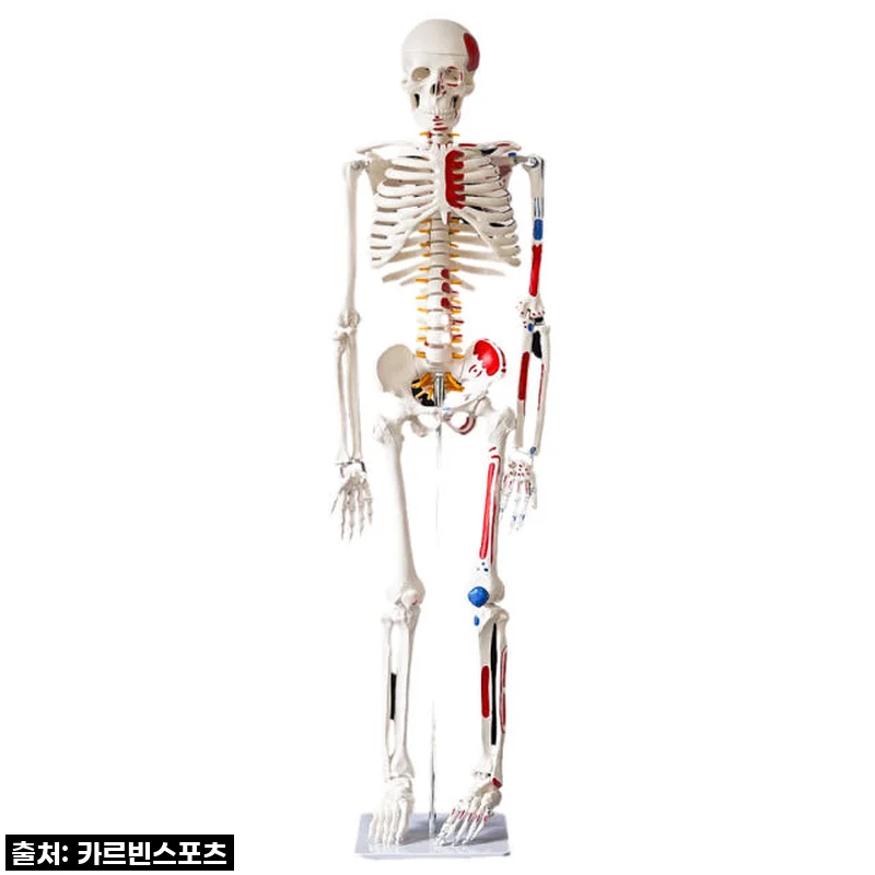 이건 무조건 사야 해! 카르빈 해골모형 170cm, 완벽한 해부학 공부 파트너! 찐후기