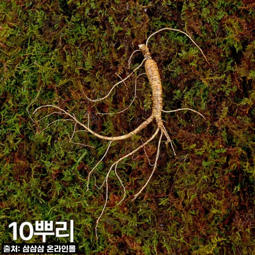 환절기 면역력 비상템! 7,8년근 산양산삼, 이 맛에 헤어나올 수 없네! (내돈내산 찐후기)