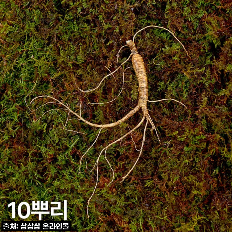 환절기 면역력 비상템! 7,8년근 산양산삼, 이 맛에 헤어나올 수 없네! (내돈내산 찐후기)