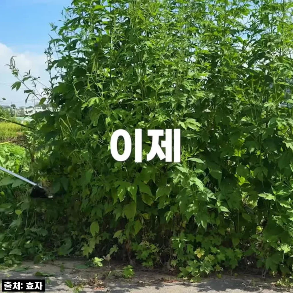 이젠 텃밭 관리가 취미? 효자 예초기 42V 무선 충전식, 저의 정원 필수템 등극!