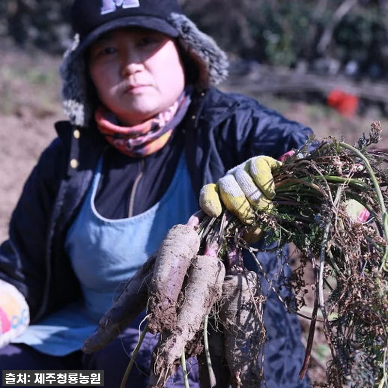 환절기 건강 지킴이? 제주산 자색당근 관련 이미지 1