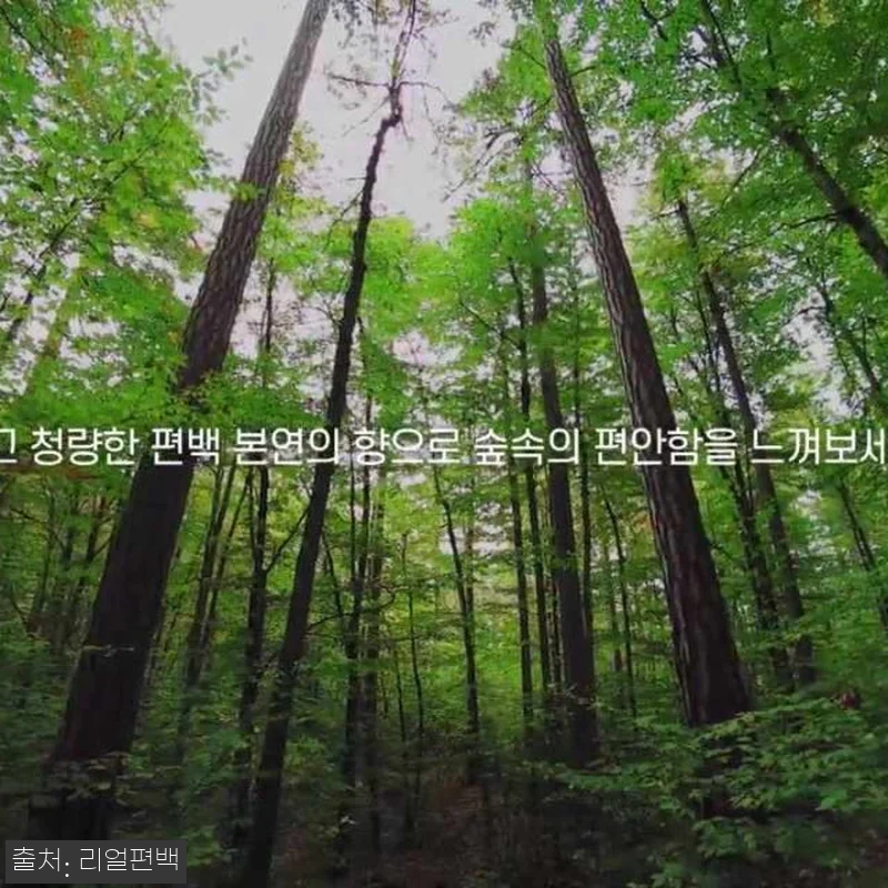 피톤치드 편백수 대용량 리필형 10L 관련 이미지 8