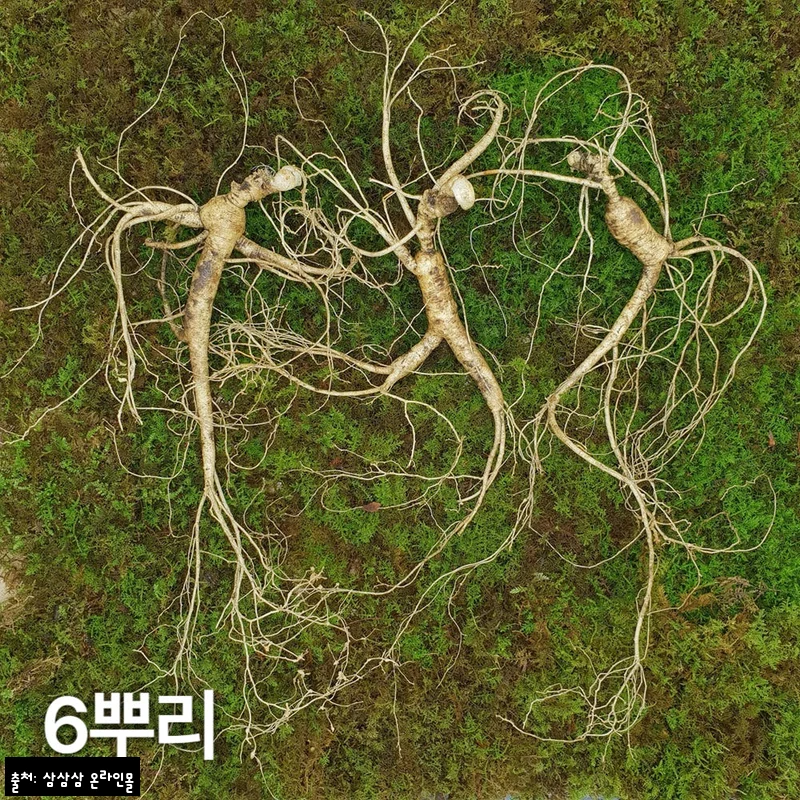 Home 61 10년근 최상품 산양산삼 6뿌리, 중요한 선물 전 구매 전 꼭 확인한 구성 후기
