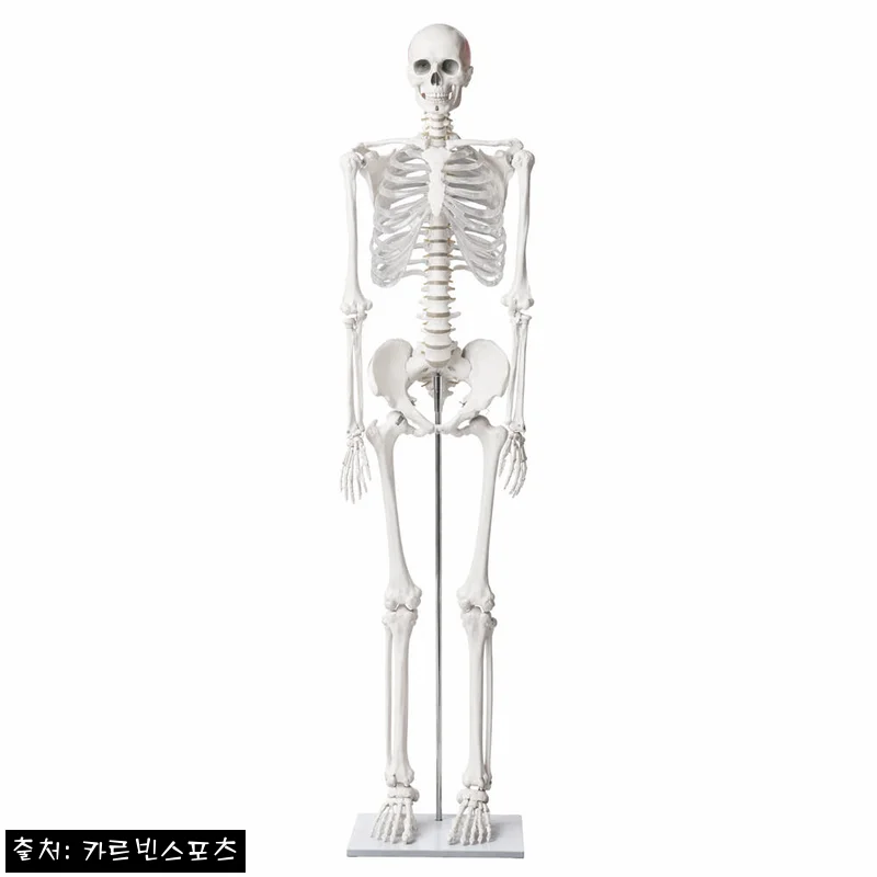 해골 모형 전신 인체 해부도 뼈 해부학 실습 170cm HS1505D, 구매 전 체크한 실속 정보